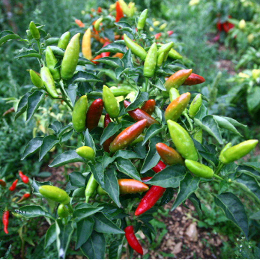 Chiles，Verde PNG