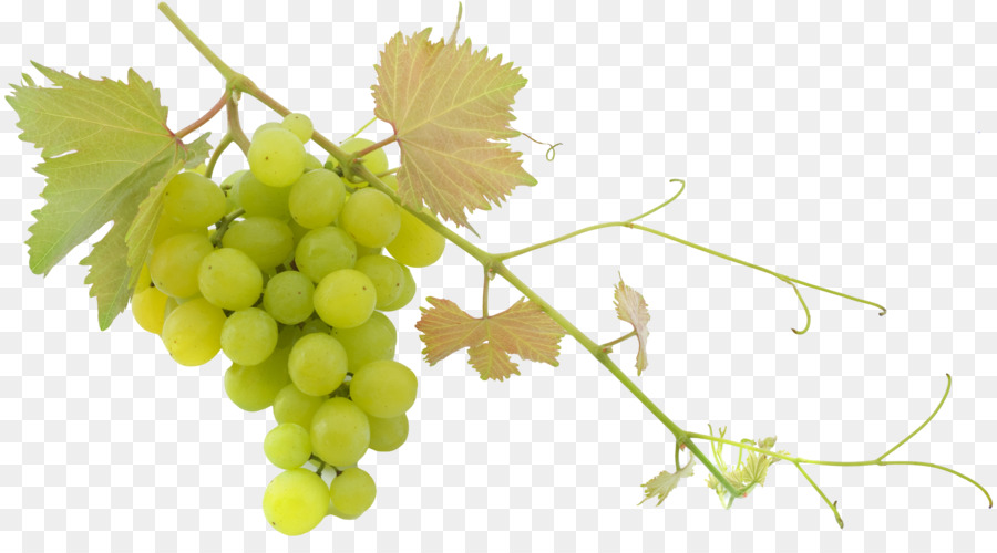 Vino，Común De La Uva De La Vid PNG