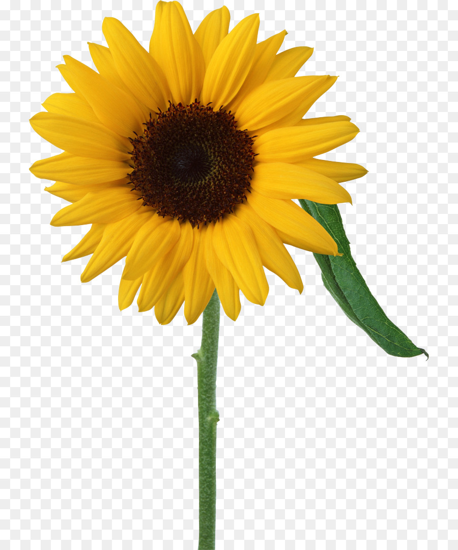 Girasoles，Flores PNG