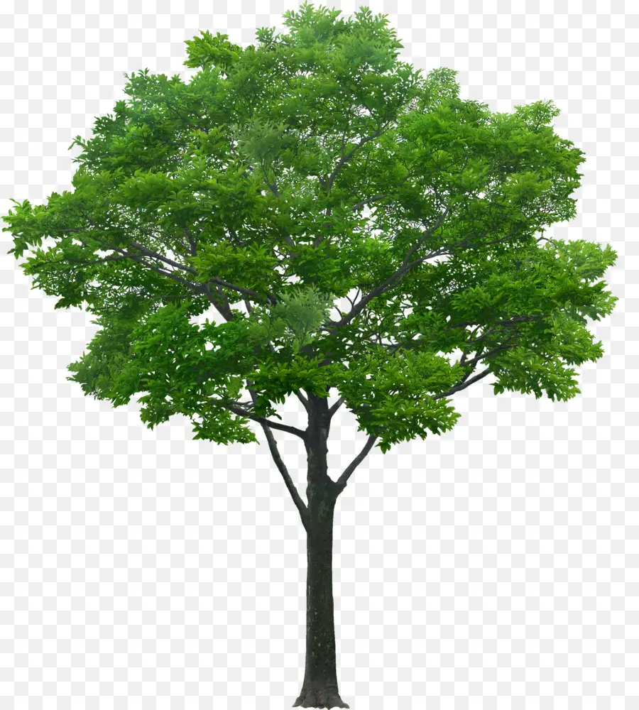 Árbol，Hojas PNG