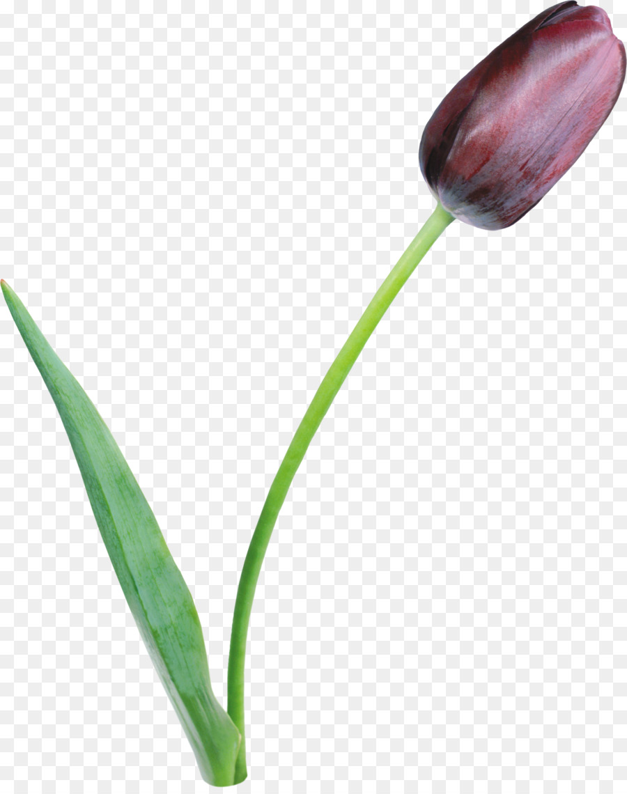 Tulip Clusiana，Flor PNG