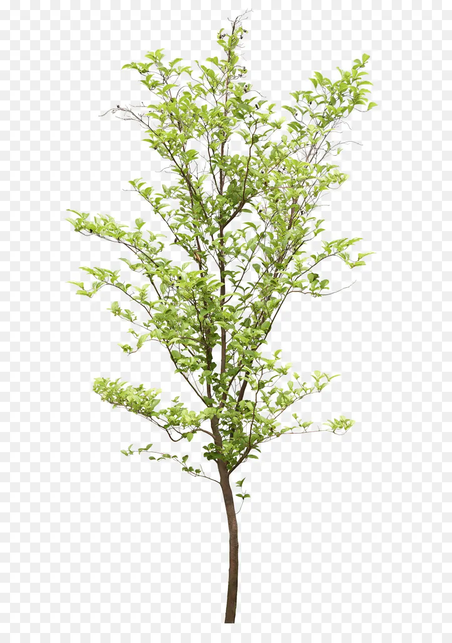 árbol，Planta PNG