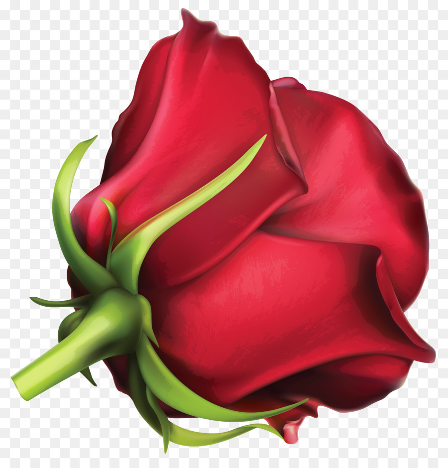 Rosa Roja，Brote PNG