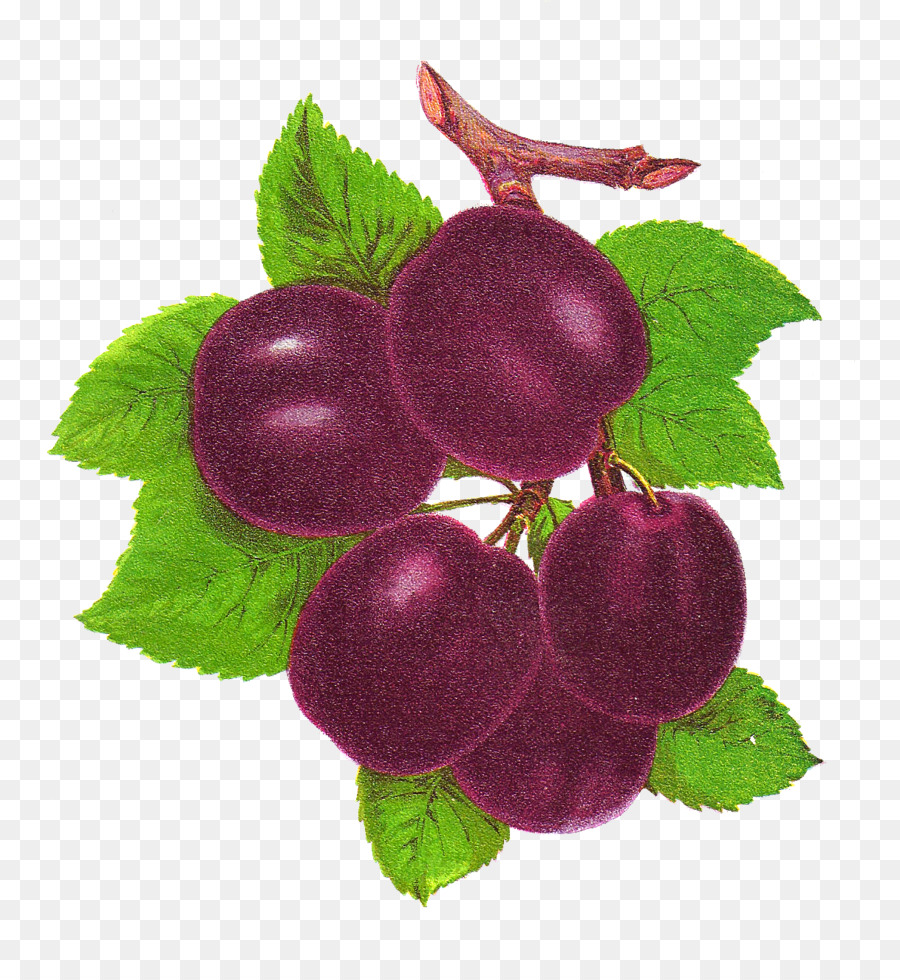 Ciruela，Fruta PNG