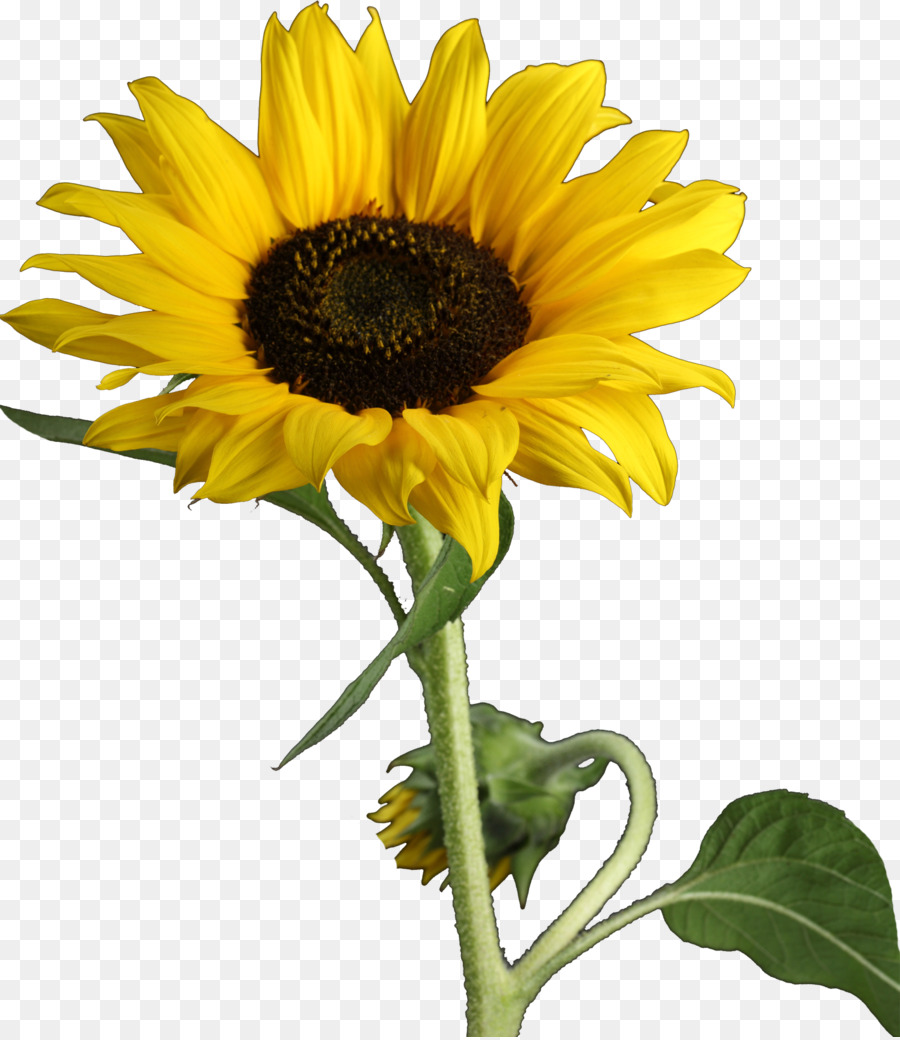 Girasol Amarillo，Hojas Verdes PNG