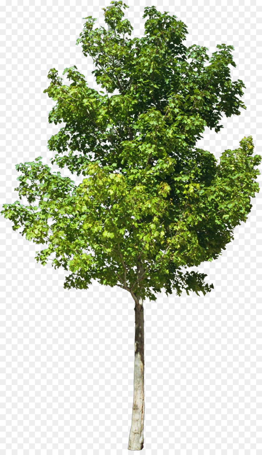 árbol Verde，Planta PNG