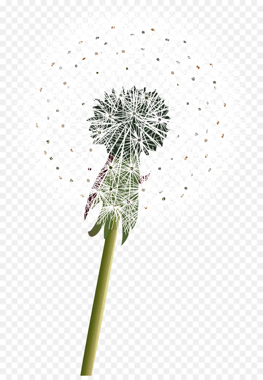 Diente De León，Semillas PNG