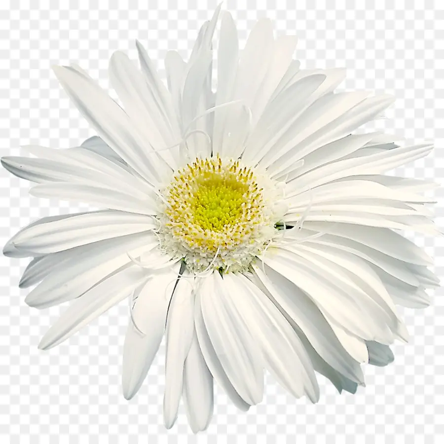 Flor，Margarita PNG