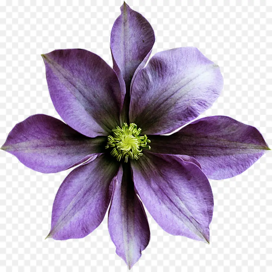 Flor，Color PNG