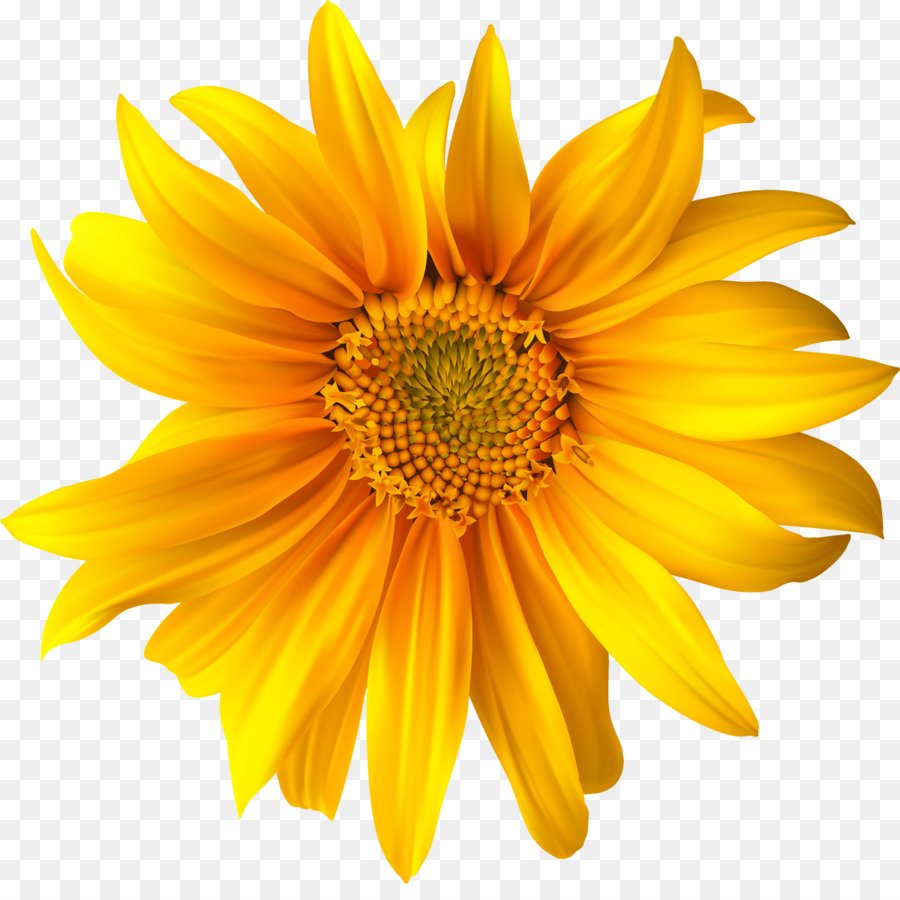 Flor，Amarillo PNG