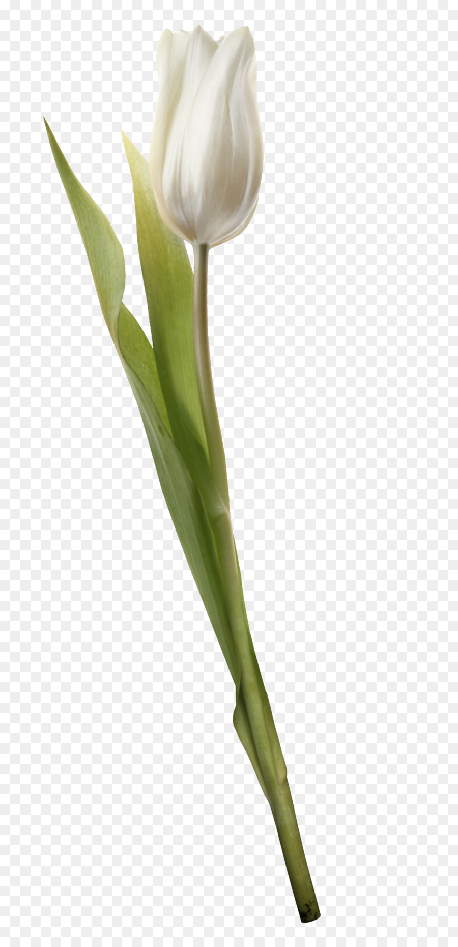 Flor，Tulip PNG