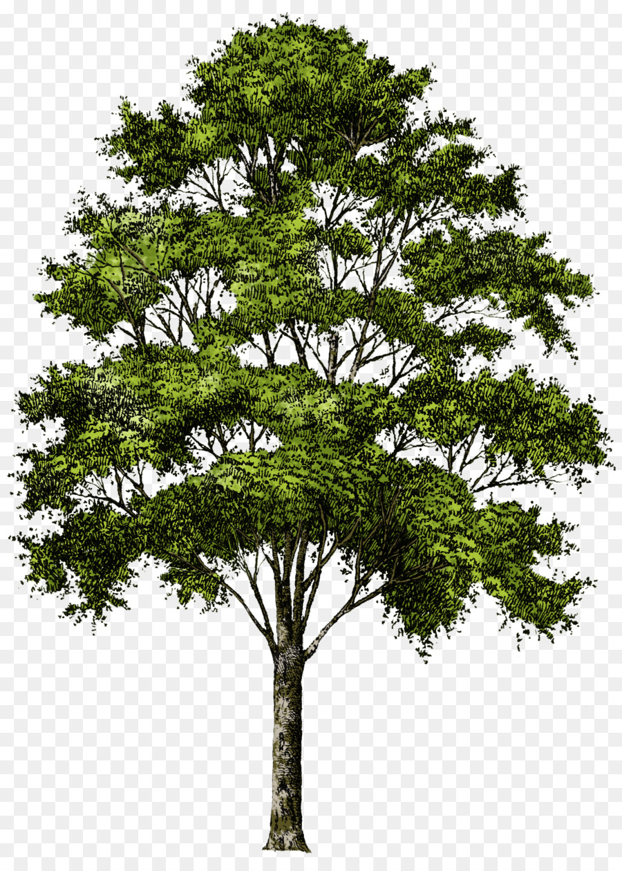 árbol Verde，Planta PNG