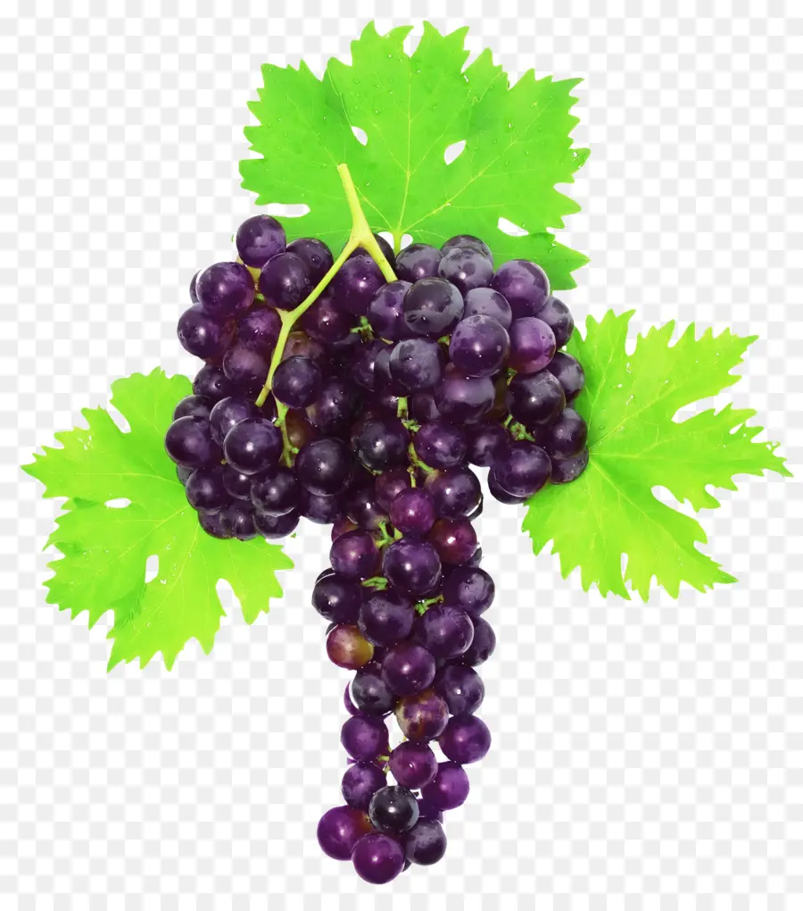 Uvas Moradas，Enredadera PNG