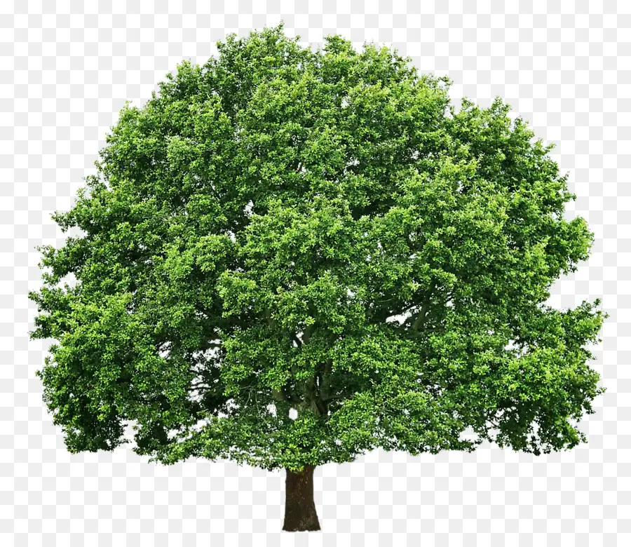 árbol Verde，Naturaleza PNG