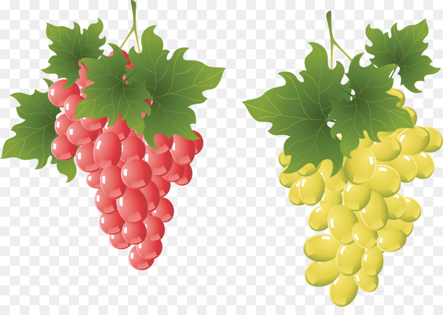 Uvas，Enredadera PNG