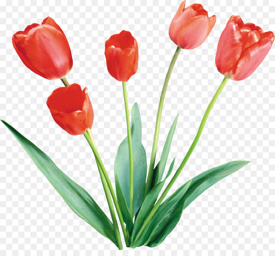 Tulipanes Rojos En Florero，Tulipanes PNG