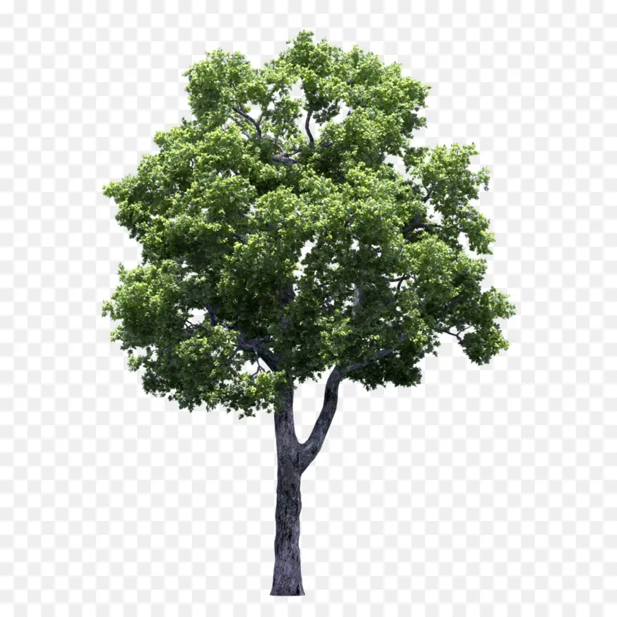 árbol，árboles Y Arbustos De La Fertilización PNG