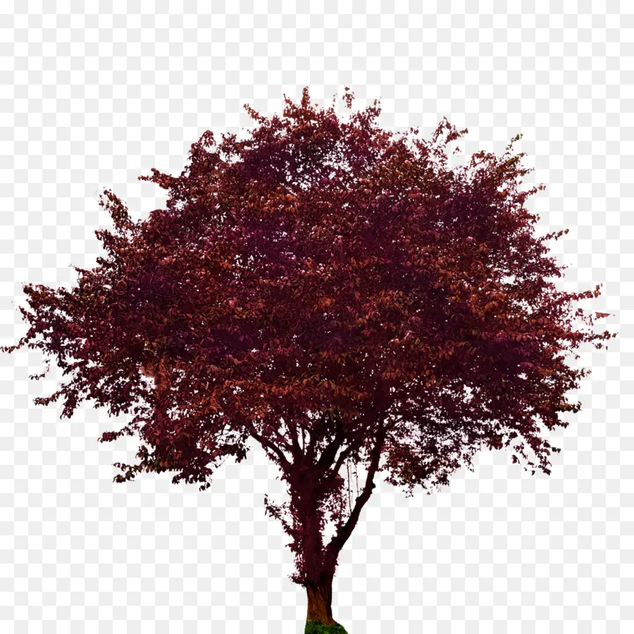 Árbol，Hojas PNG