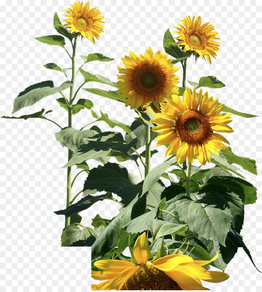 Girasol Amarillo，Hojas Verdes PNG