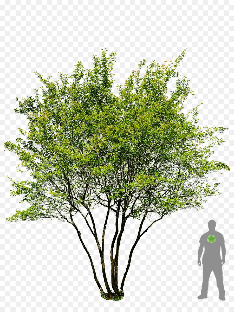 Árbol，Verde PNG