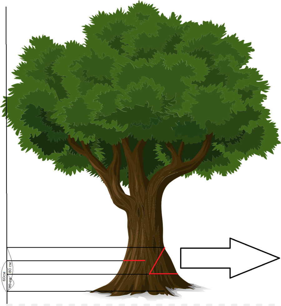 árbol，Rama PNG