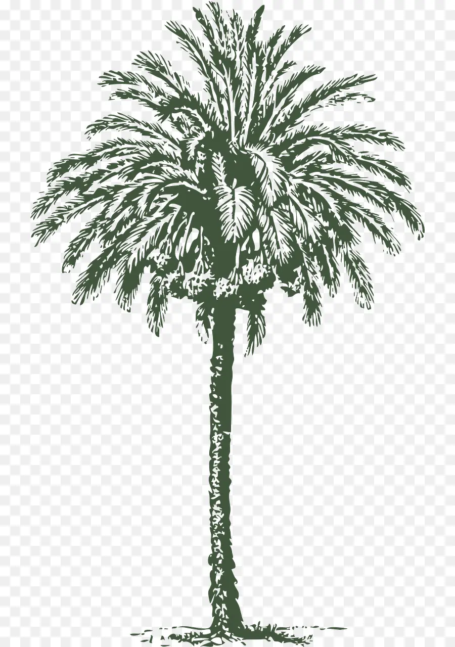 Palmera，Tropical PNG