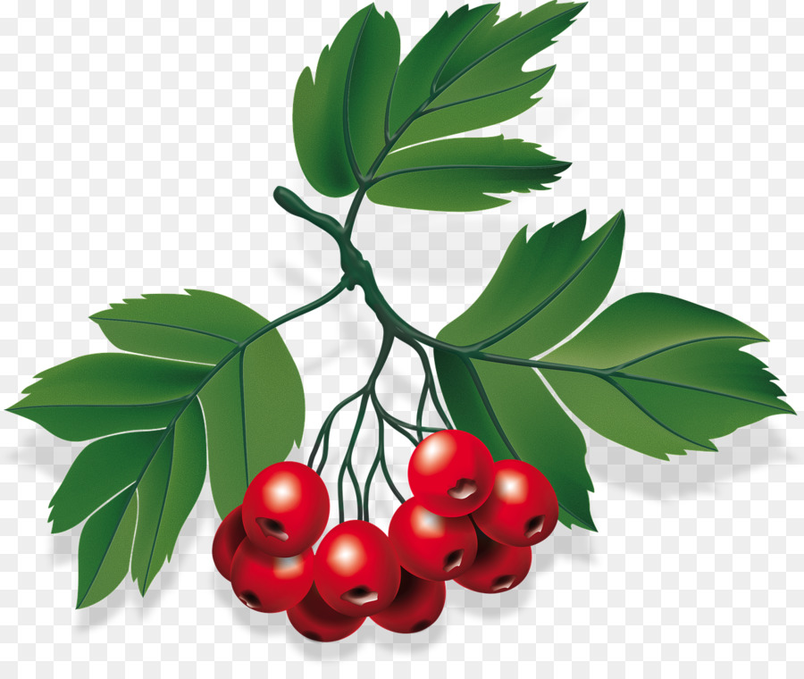 Berry，La Comida PNG