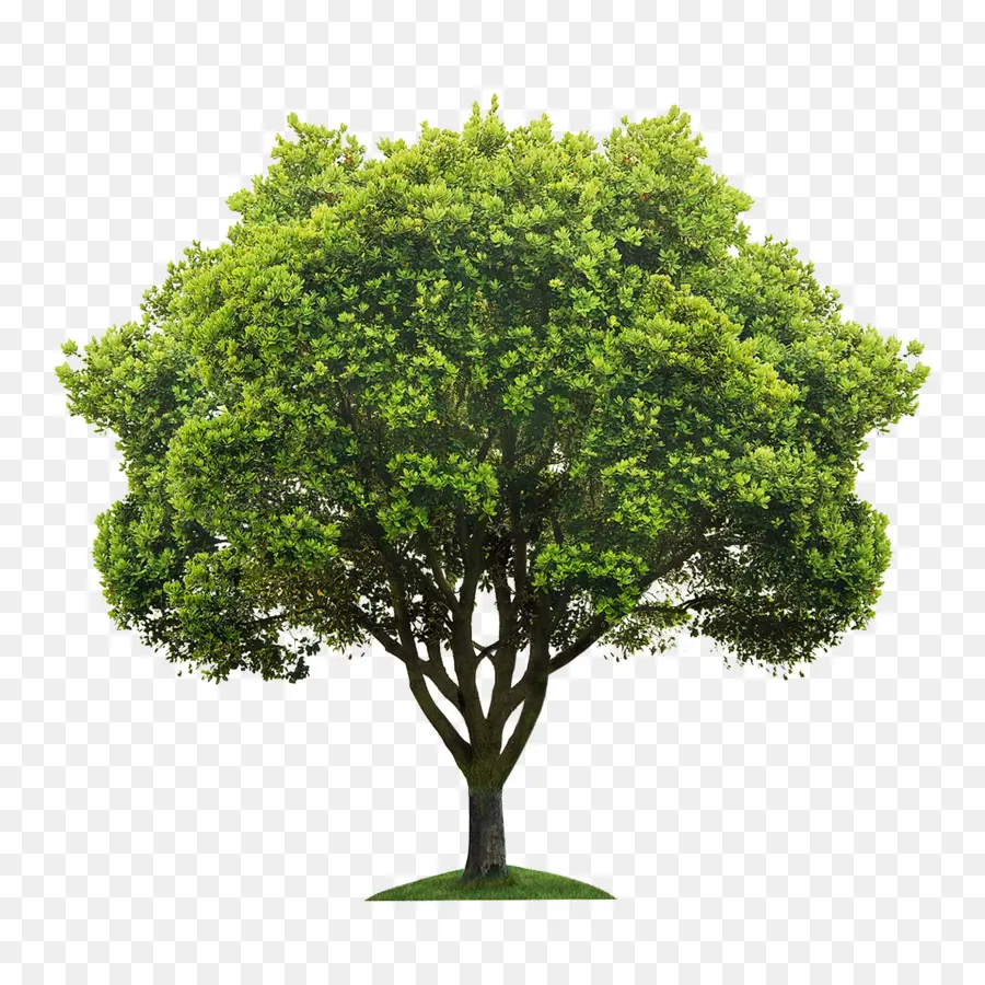 árbol，Una Fotografía De Stock PNG