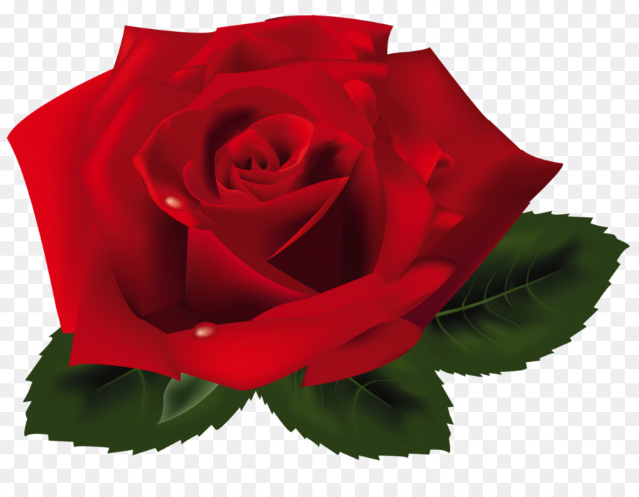 Rosa，Rojo PNG