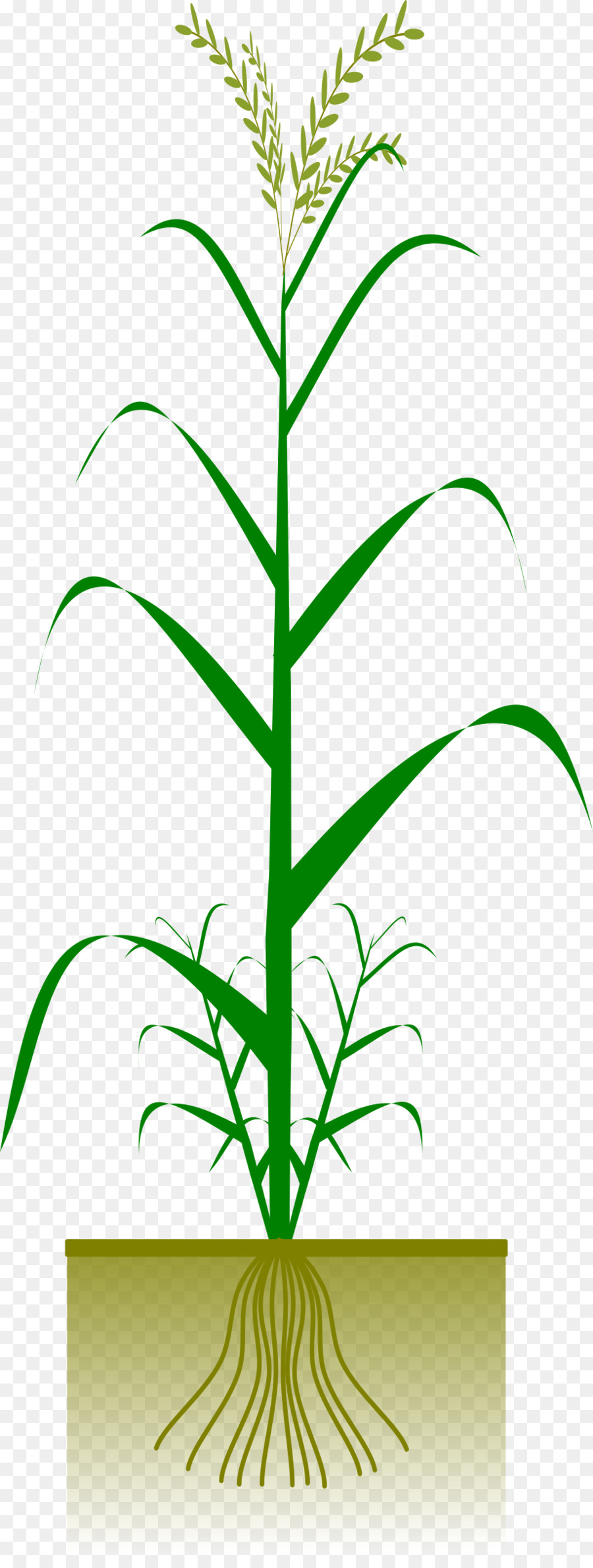 Planta De Maiz，Acechar PNG