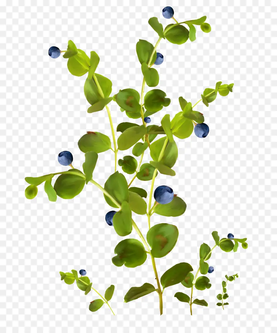 Planta De Arándano，Hojas PNG