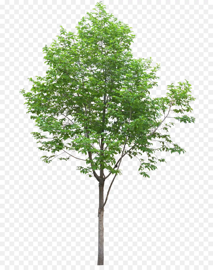 Populus Alba，árbol PNG
