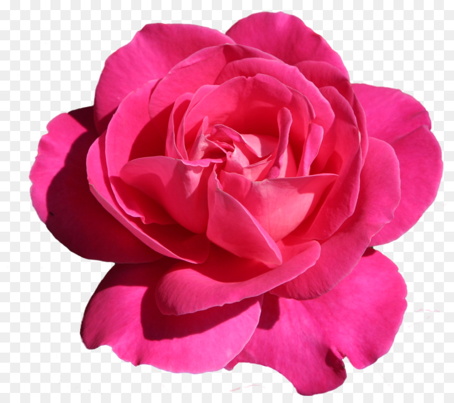 Flor Rosa，Florecer PNG