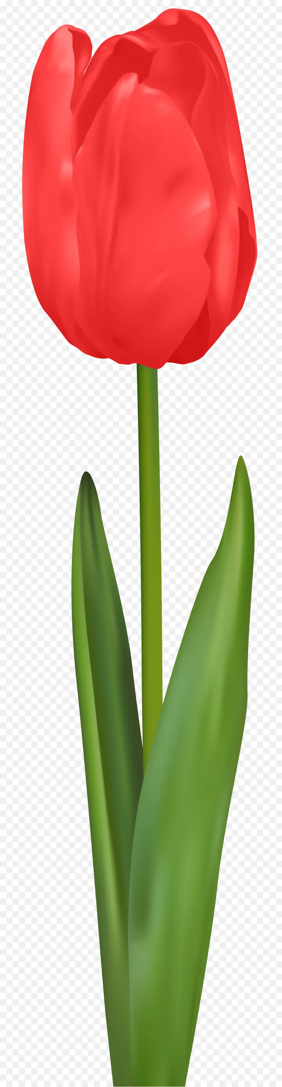 Tulipán，Flor PNG