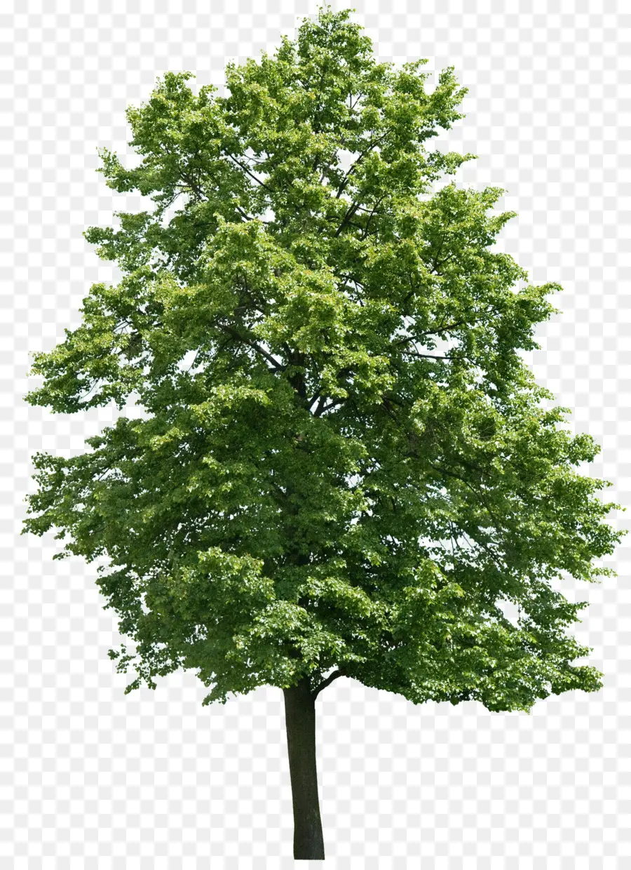 Árbol，Hojas PNG