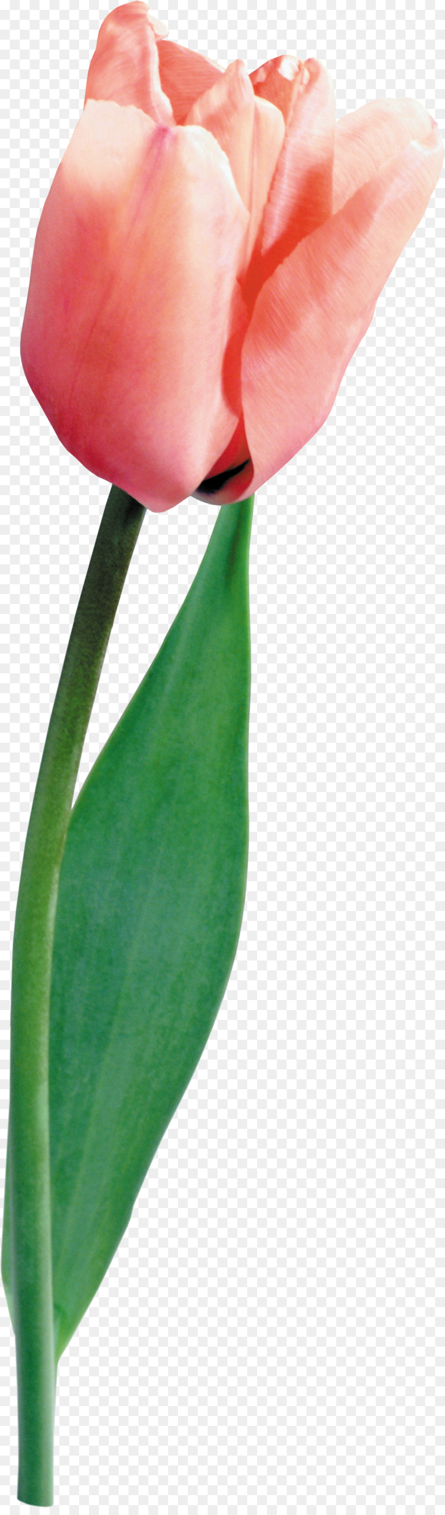 Tulipán，Planta PNG