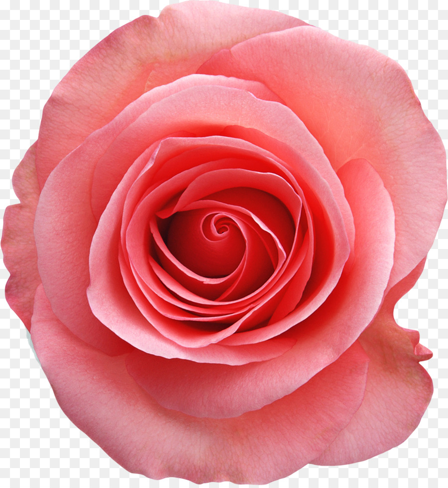 Rosa Blanca Y Negra，Rosa PNG