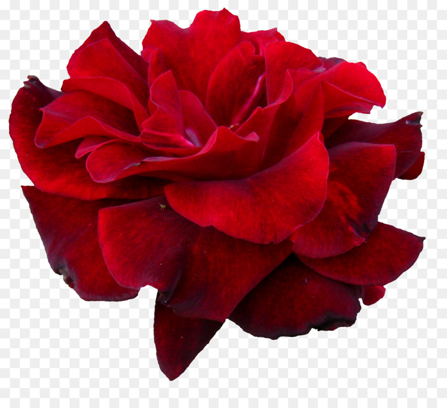 Rosa，Floración PNG