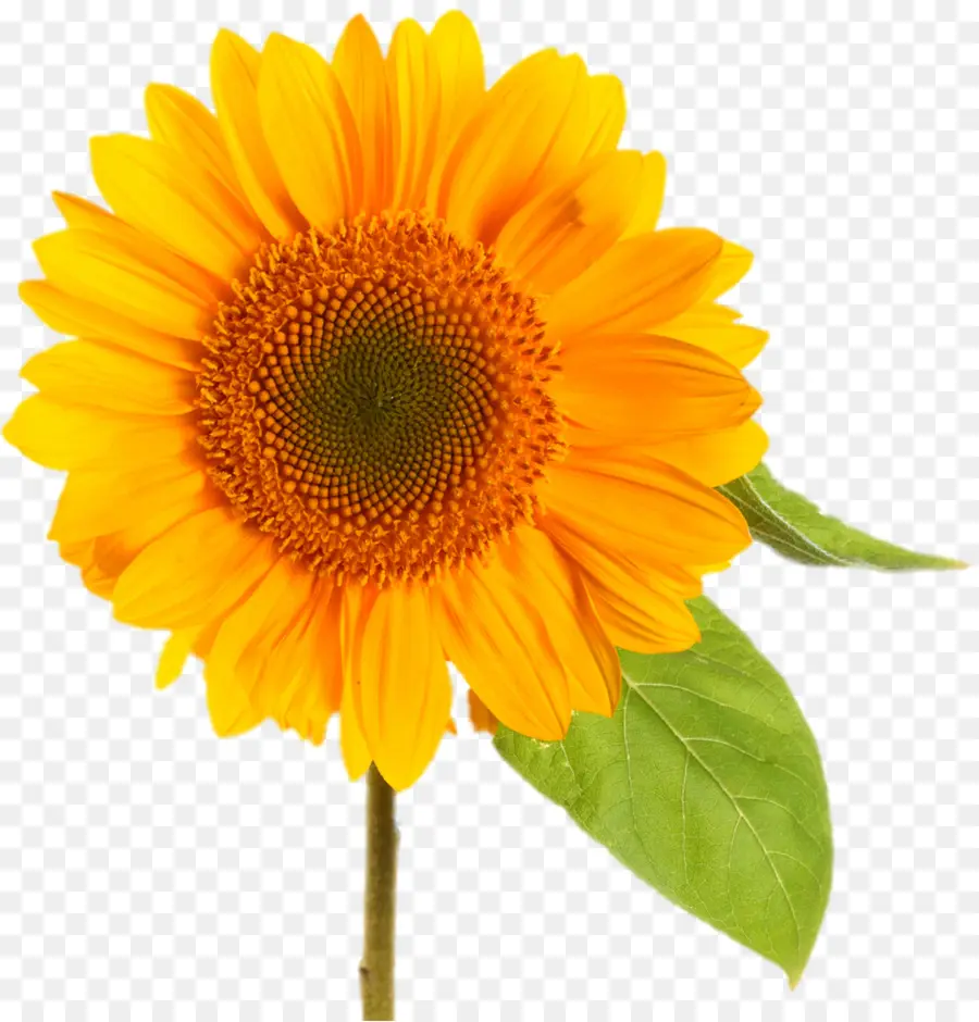 Girasol，Flor PNG