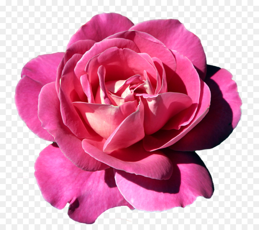 Flor Rosa，Florecer PNG