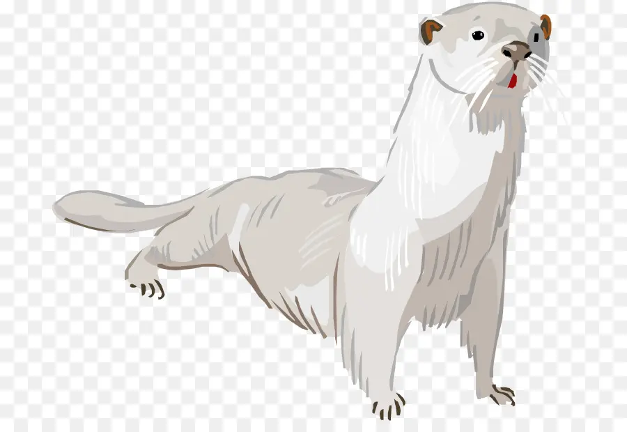 Nutria Blanca，Nutria PNG