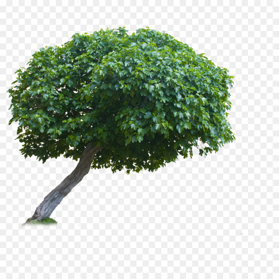 Tran，árbol PNG