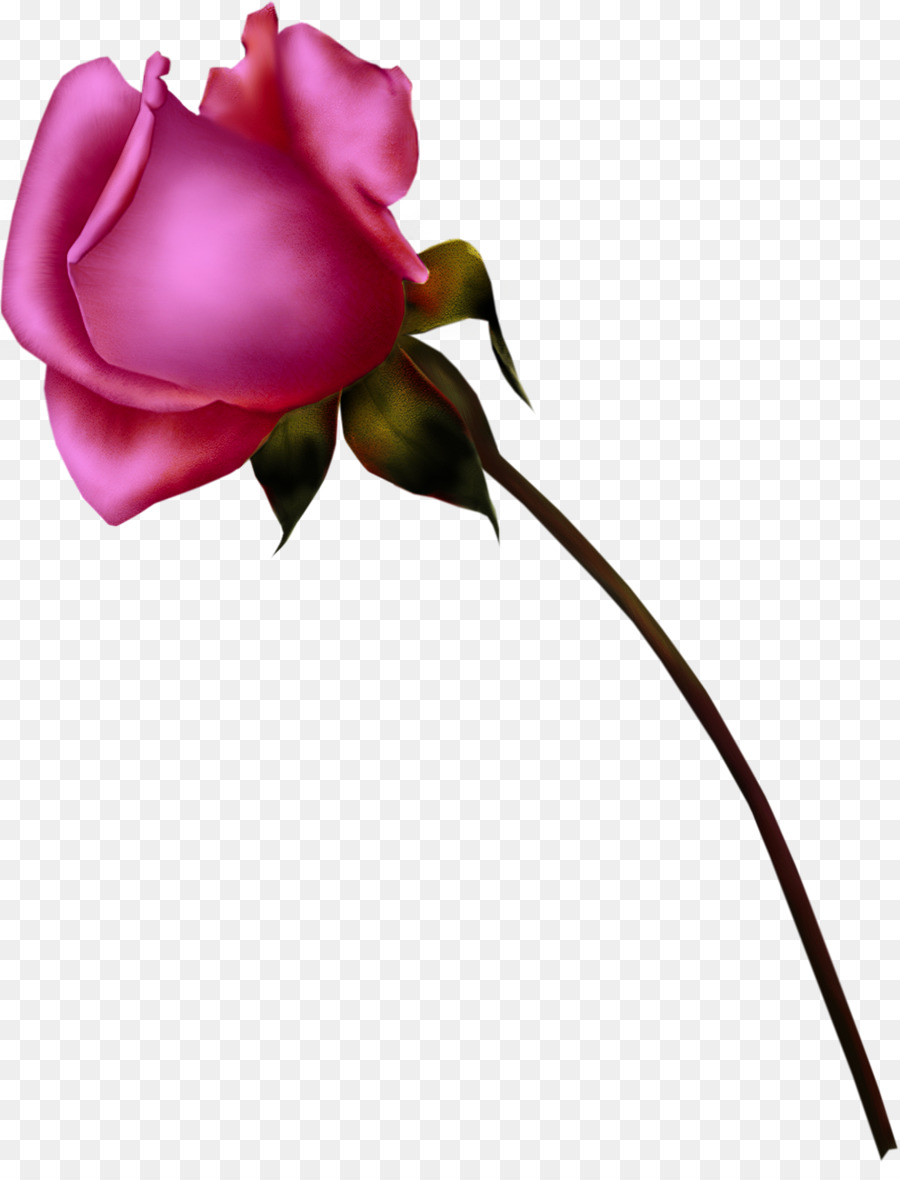 Rosa，Rosa Azul PNG