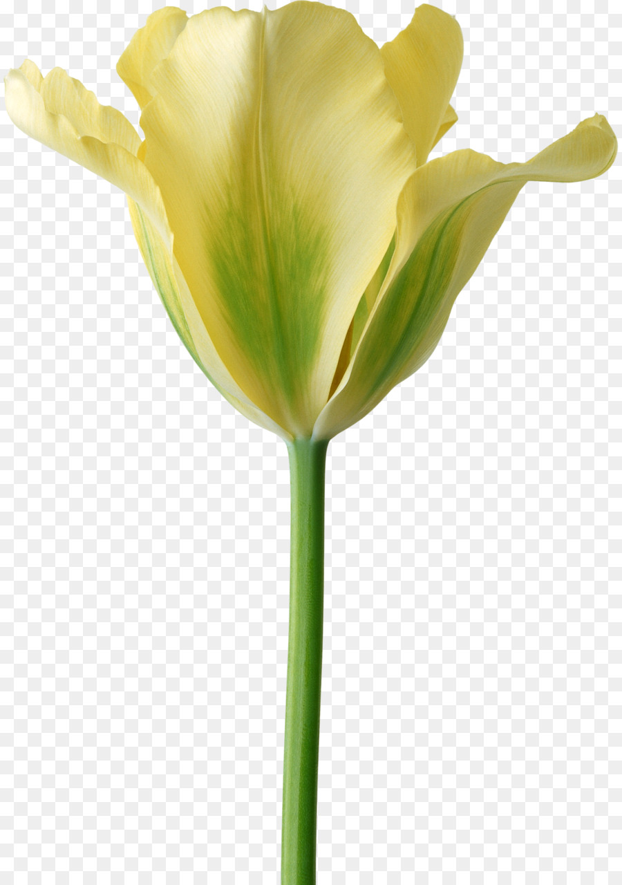 Flor Amarilla，Florecer PNG