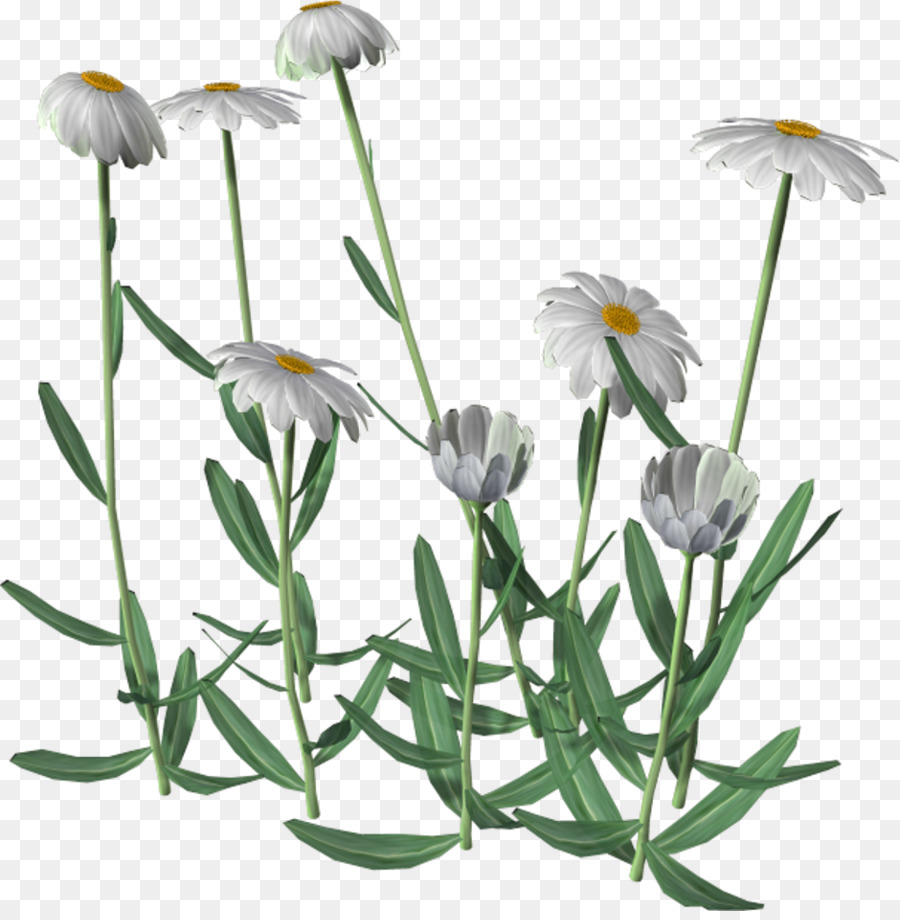 Flores Blancas，Naturaleza PNG