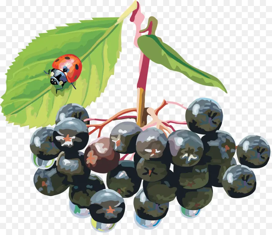 Sorbus Aucuparia，Berry PNG