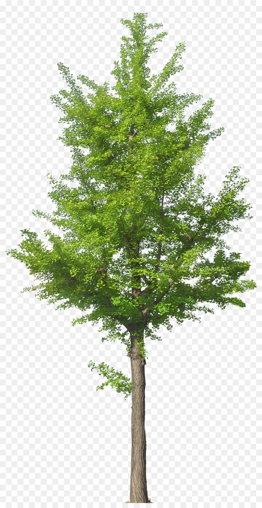 árbol Verde，Hojas PNG