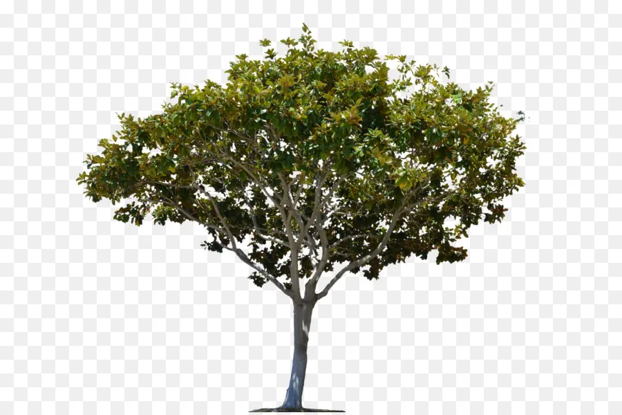 árbol，Imágenes De Stock PNG