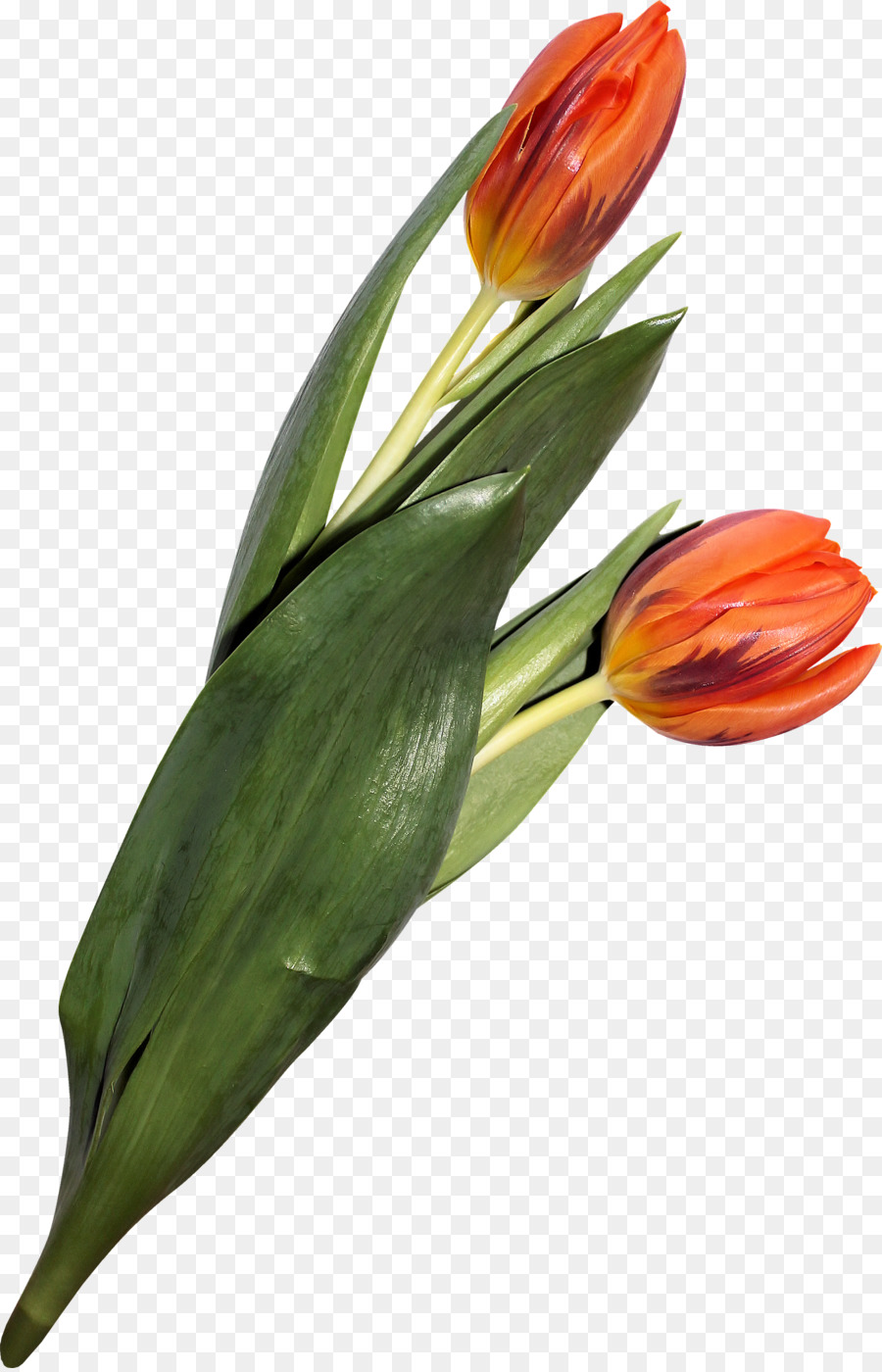 Tulipanes Rojos En Florero，Tulipanes PNG