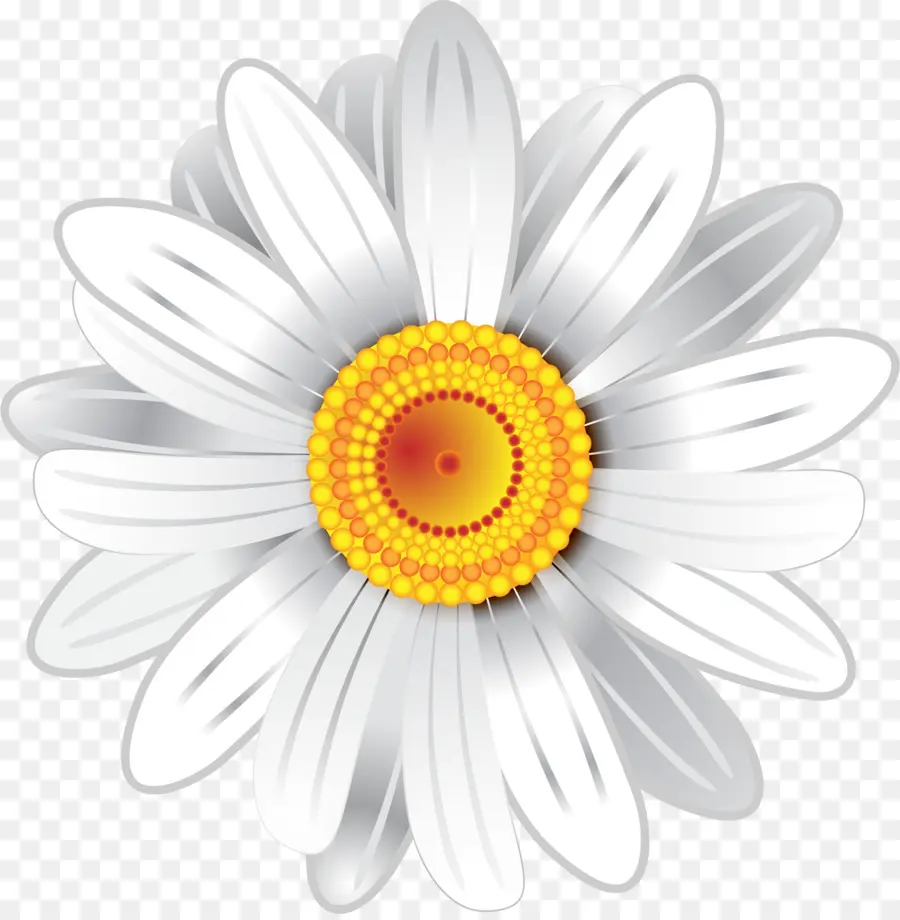 Crisantemo，Blanco PNG